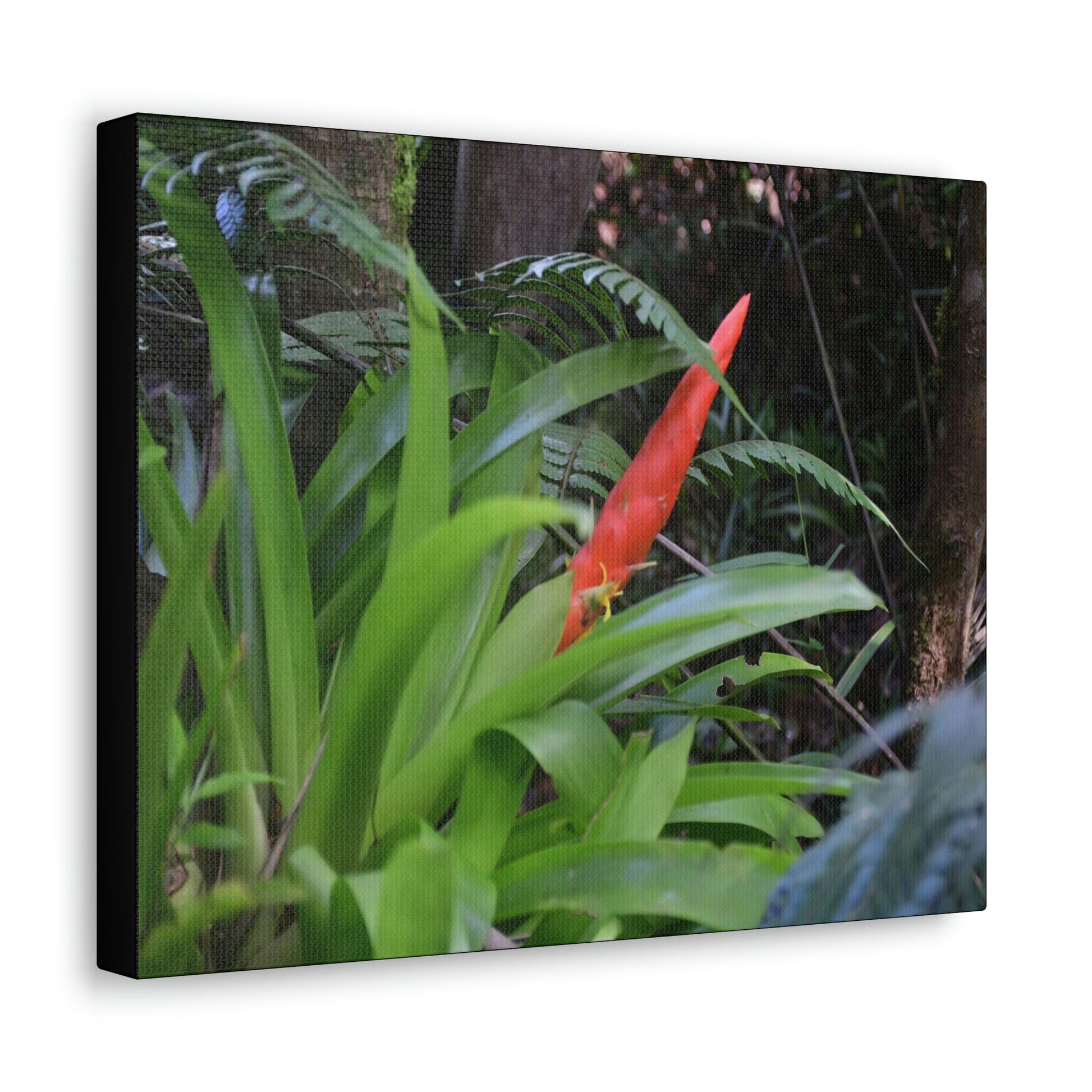 SMALL Canvas Gallery Wraps - Made in USA - Bromeliad in flower in El Yunque rainforest PR - Green Forest Home