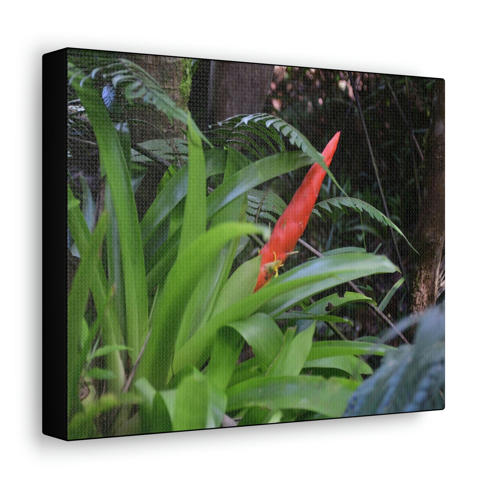 SMALL Canvas Gallery Wraps - Made in USA - Bromeliad in flower in El Yunque rainforest PR - Green Forest Home