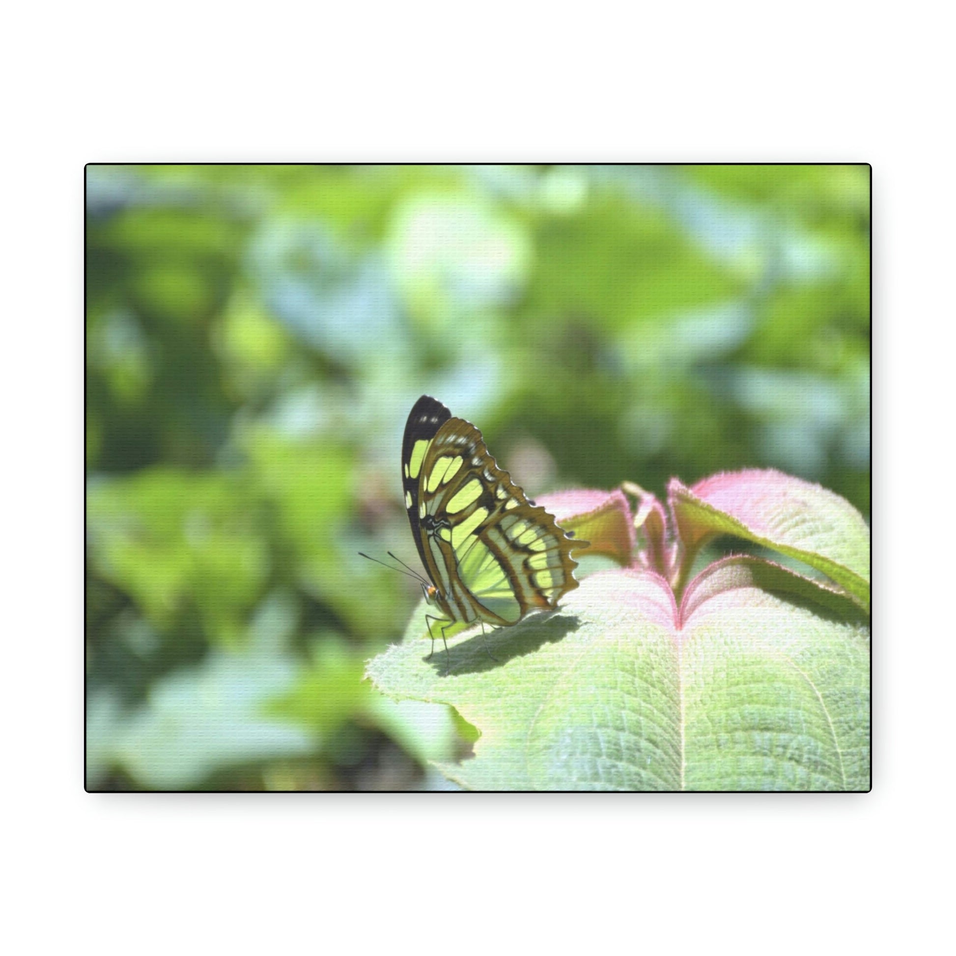 SMALL Canvas Gallery Wraps - Made in USA - Color matched butterfly in El Yunque rainforest PR - Green Forest Home