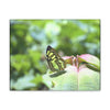 SMALL Canvas Gallery Wraps - Made in USA - Color matched butterfly in El Yunque rainforest PR - Green Forest Home