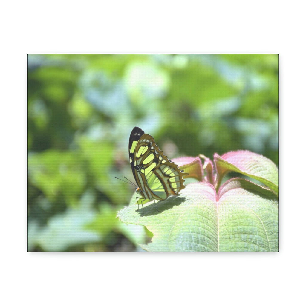 SMALL Canvas Gallery Wraps - Made in USA - Color matched butterfly in El Yunque rainforest PR - Green Forest Home