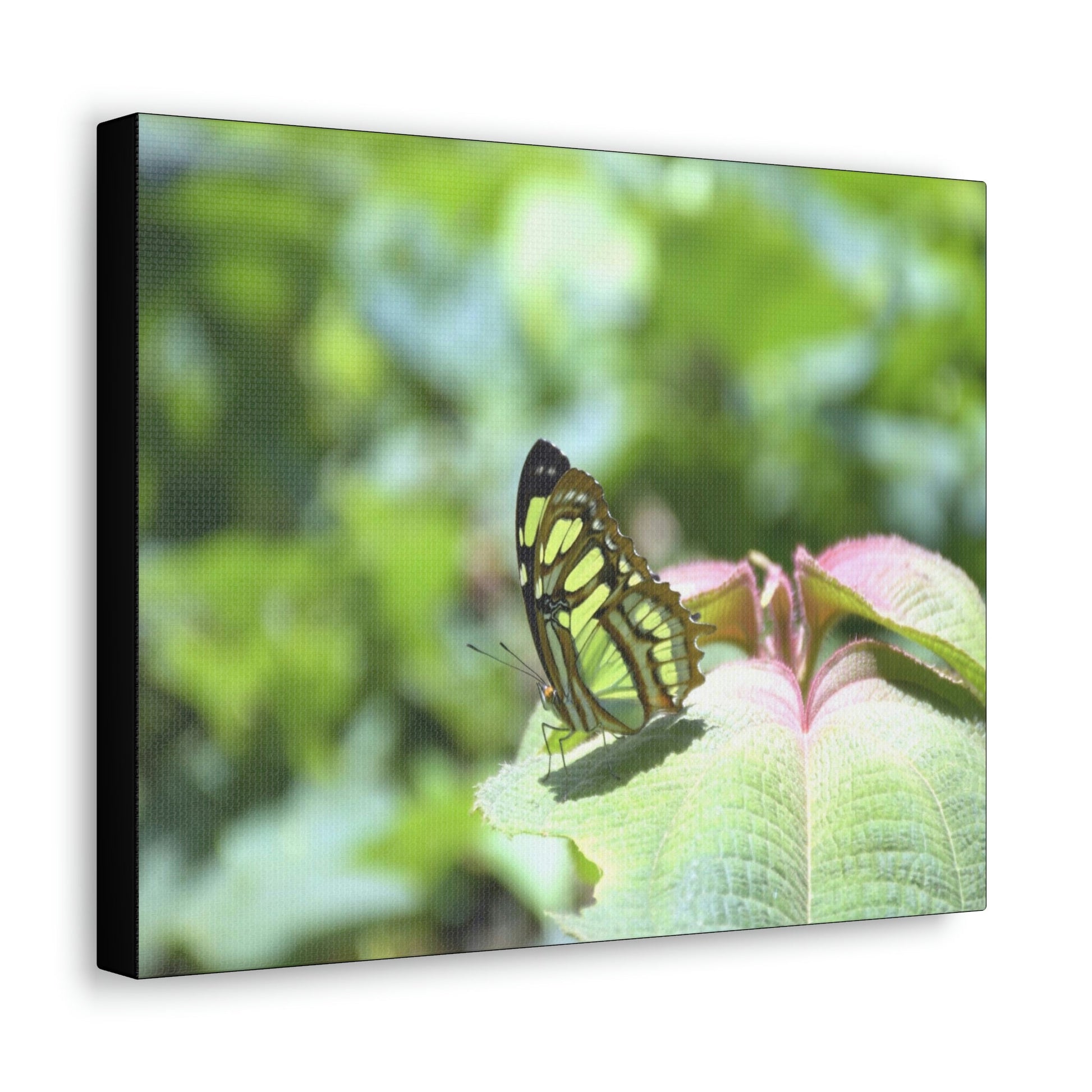 SMALL Canvas Gallery Wraps - Made in USA - Color matched butterfly in El Yunque rainforest PR - Green Forest Home