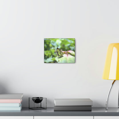 SMALL Canvas Gallery Wraps - Made in USA - Color matched butterfly in El Yunque rainforest PR - Green Forest Home