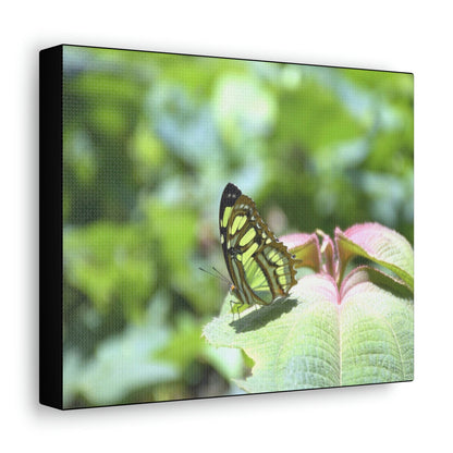 SMALL Canvas Gallery Wraps - Made in USA - Color matched butterfly in El Yunque rainforest PR - Green Forest Home