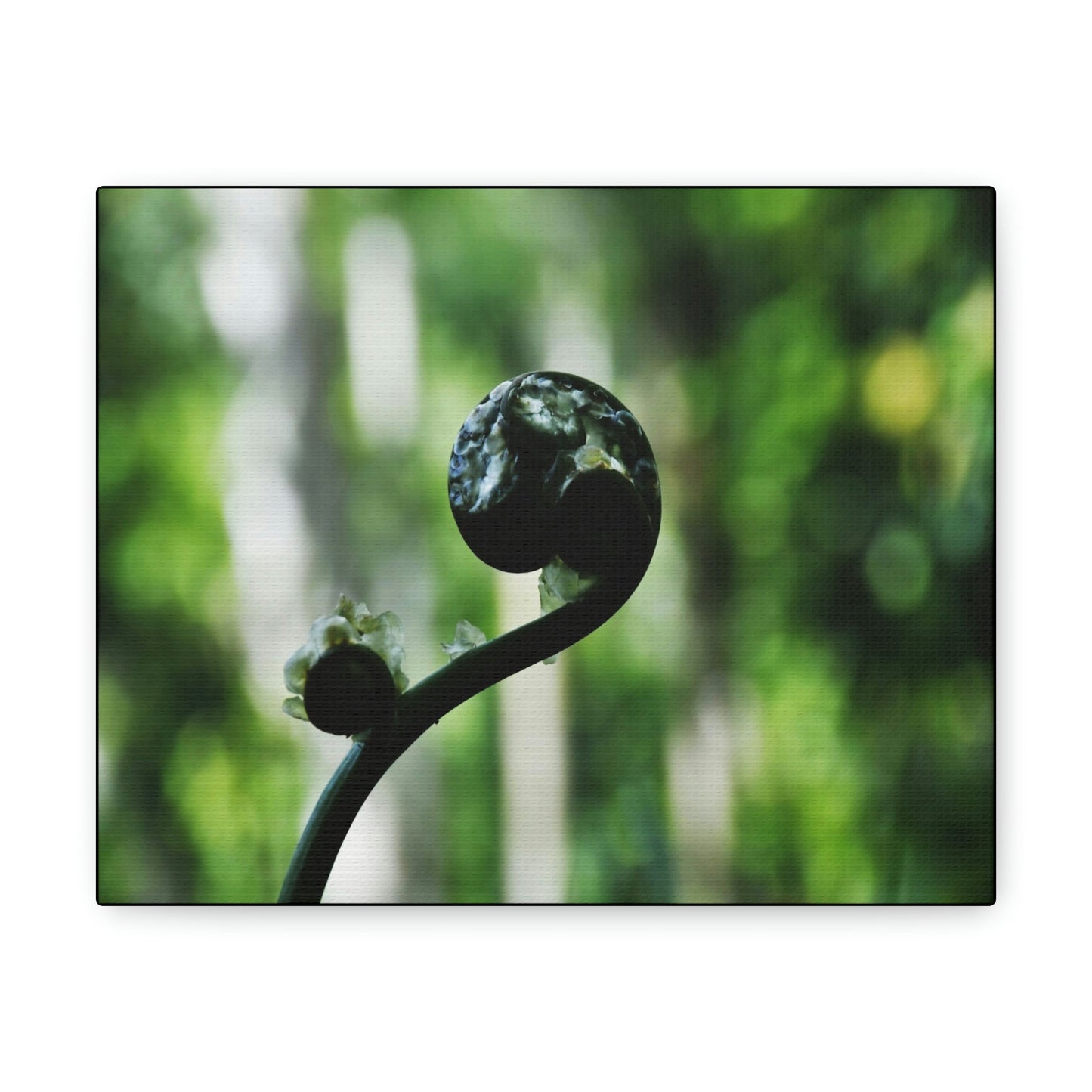SMALL Canvas Gallery Wraps - Made in USA - Fern sprout - El Yunque rainforest PR - Green Forest Home