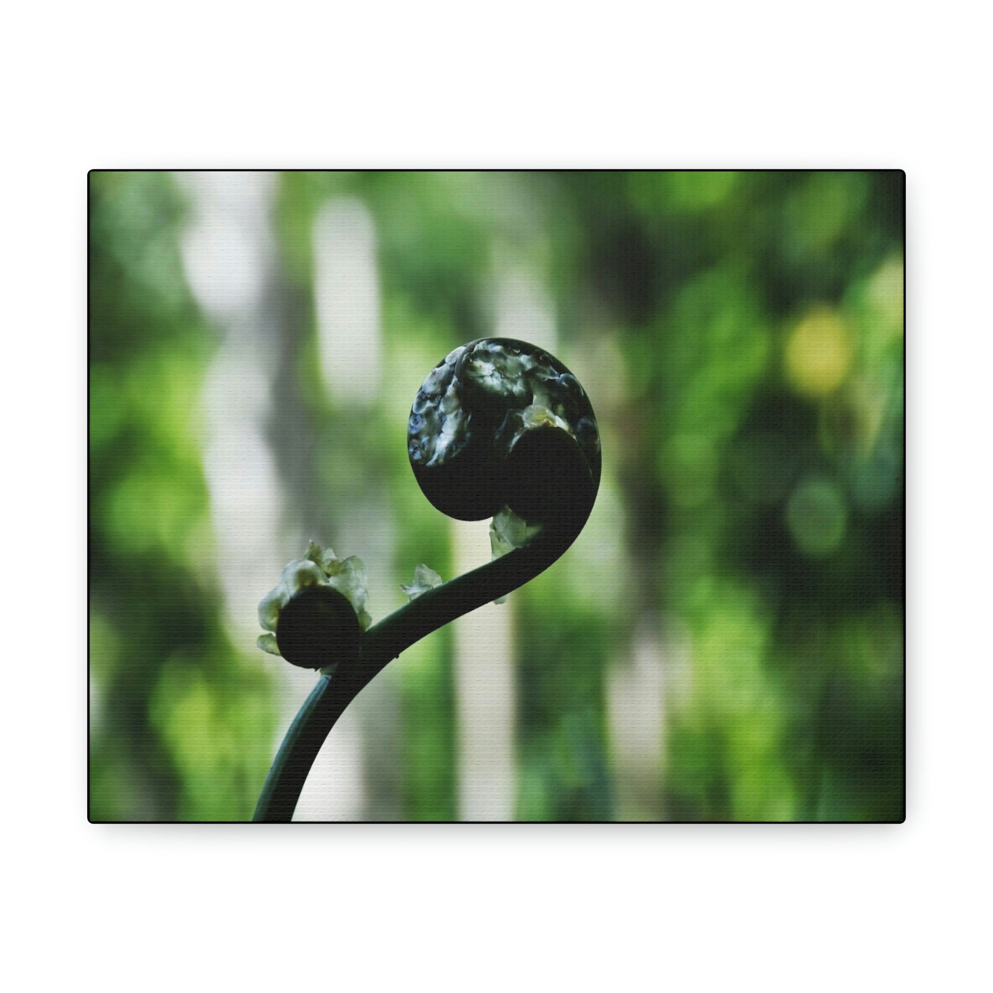 SMALL Canvas Gallery Wraps - Made in USA - Fern sprout - El Yunque rainforest PR - Green Forest Home