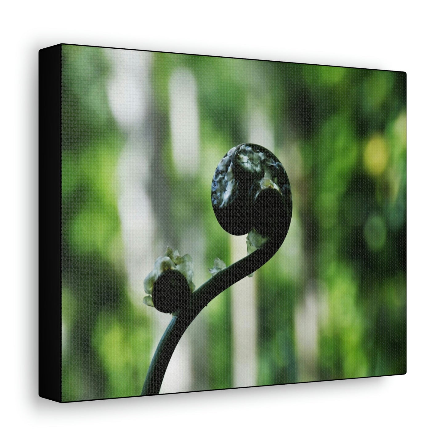SMALL Canvas Gallery Wraps - Made in USA - Fern sprout - El Yunque rainforest PR - Green Forest Home