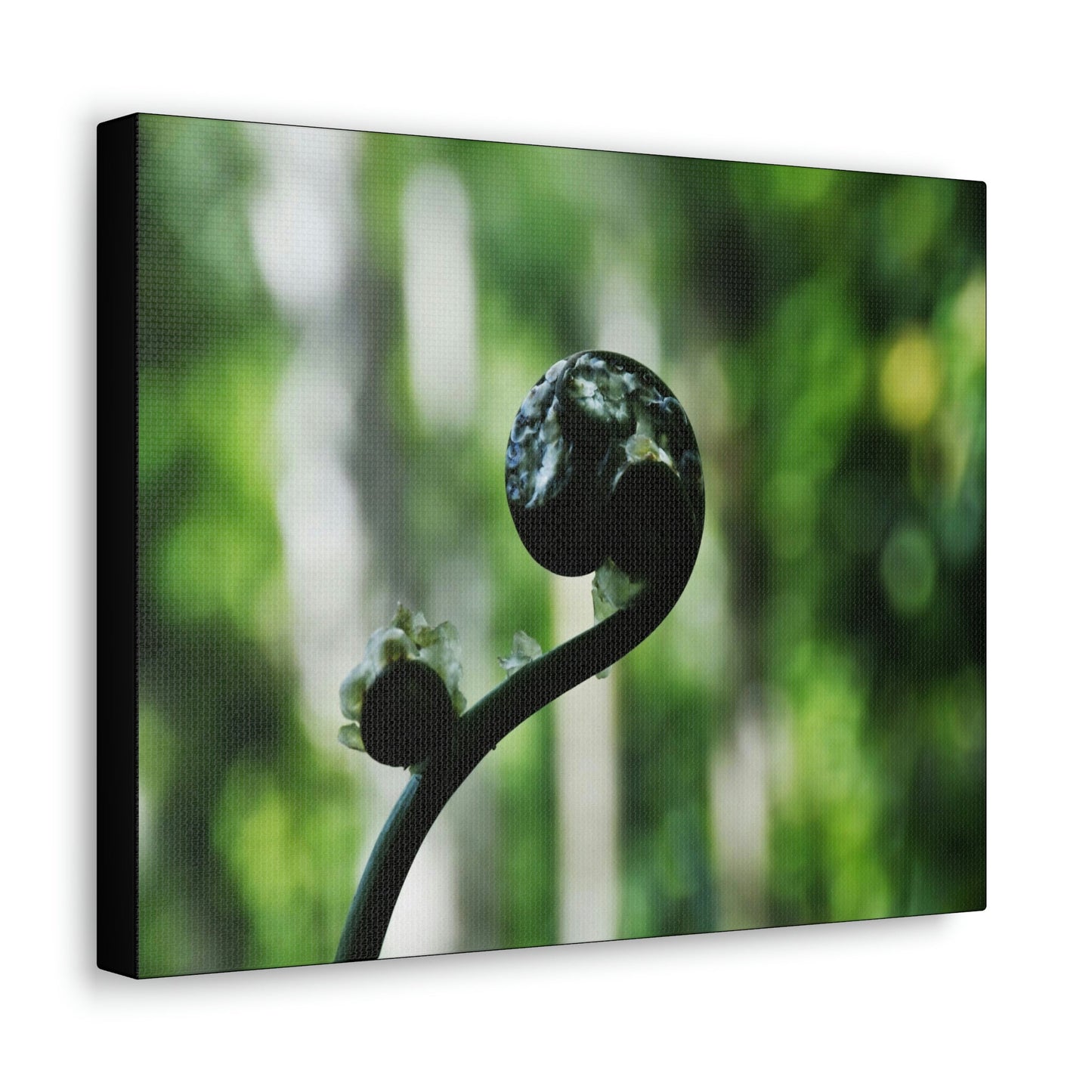 SMALL Canvas Gallery Wraps - Made in USA - Fern sprout - El Yunque rainforest PR - Green Forest Home