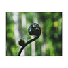 SMALL Canvas Gallery Wraps - Made in USA - Fern sprout - El Yunque rainforest PR - Green Forest Home
