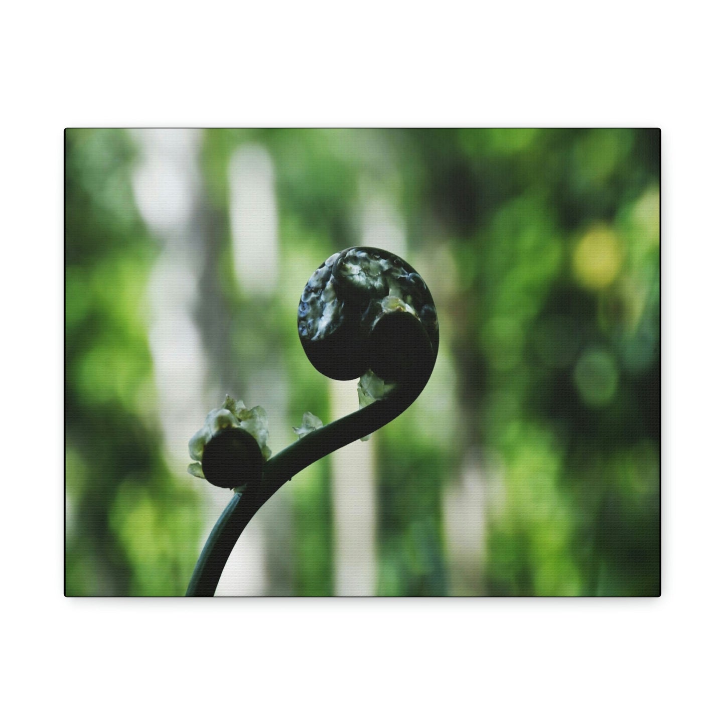 SMALL Canvas Gallery Wraps - Made in USA - Fern sprout - El Yunque rainforest PR - Green Forest Home