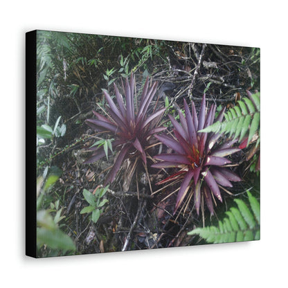 SMALL Canvas Gallery Wraps - Made in USA - Rare red Bromeliads in flower in El Yunque rainforest - Rio Sabana trail PR - Green Forest Home
