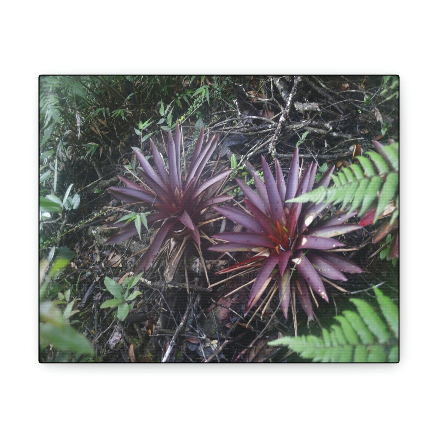 SMALL Canvas Gallery Wraps - Made in USA - Rare red Bromeliads in flower in El Yunque rainforest - Rio Sabana trail PR - Green Forest Home