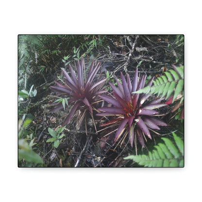 SMALL Canvas Gallery Wraps - Made in USA - Rare red Bromeliads in flower in El Yunque rainforest - Rio Sabana trail PR - Green Forest Home