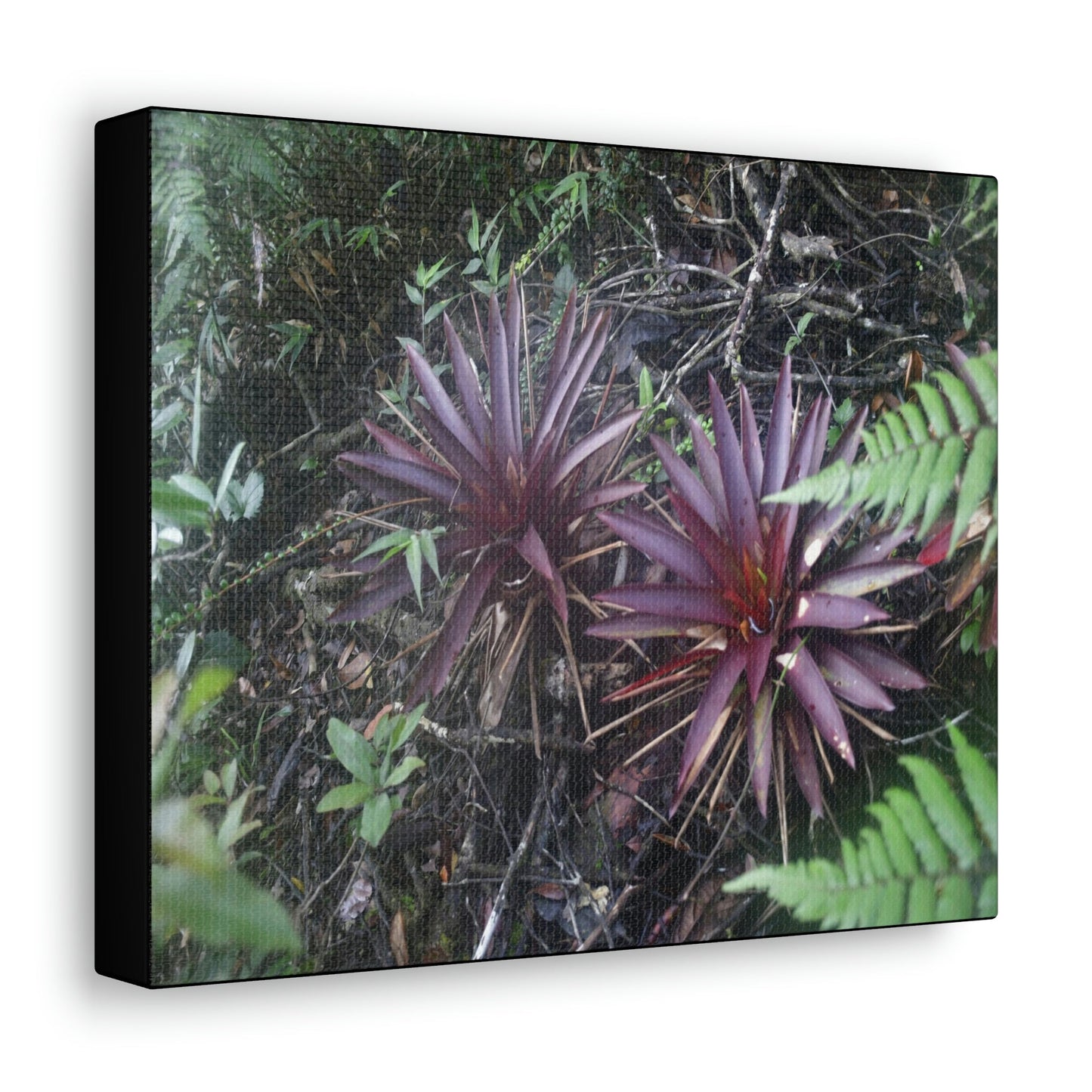 SMALL Canvas Gallery Wraps - Made in USA - Rare red Bromeliads in flower in El Yunque rainforest - Rio Sabana trail PR - Green Forest Home