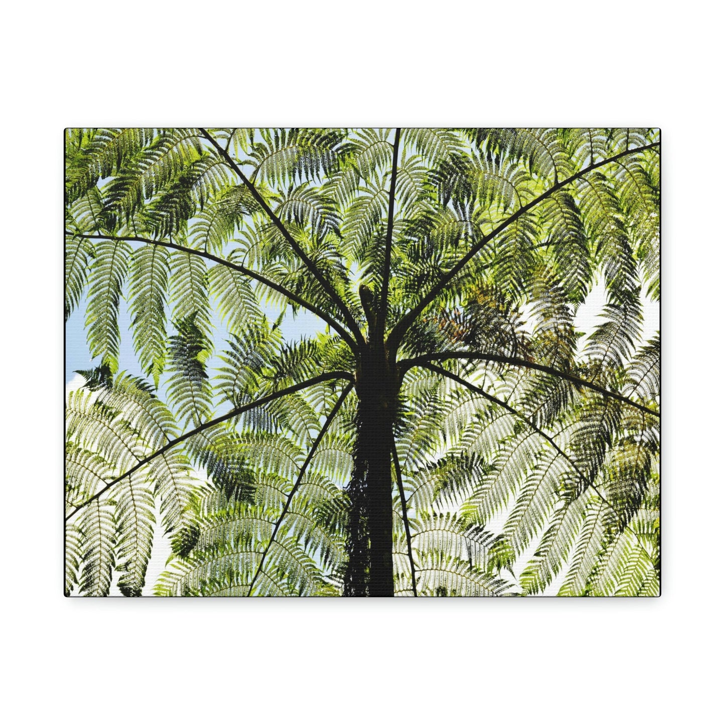 SMALL Canvas Gallery Wraps - Made in USA - The ancient Fern Palm - El Yunque rainforest - Rio Sabana trail PR - Green Forest Home