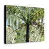 SMALL Canvas Gallery Wraps - Made in USA - The ancient Fern Palm - El Yunque rainforest - Rio Sabana trail PR - Green Forest Home