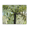 SMALL Canvas Gallery Wraps - Made in USA - The ancient Fern Palm - El Yunque rainforest - Rio Sabana trail PR - Green Forest Home