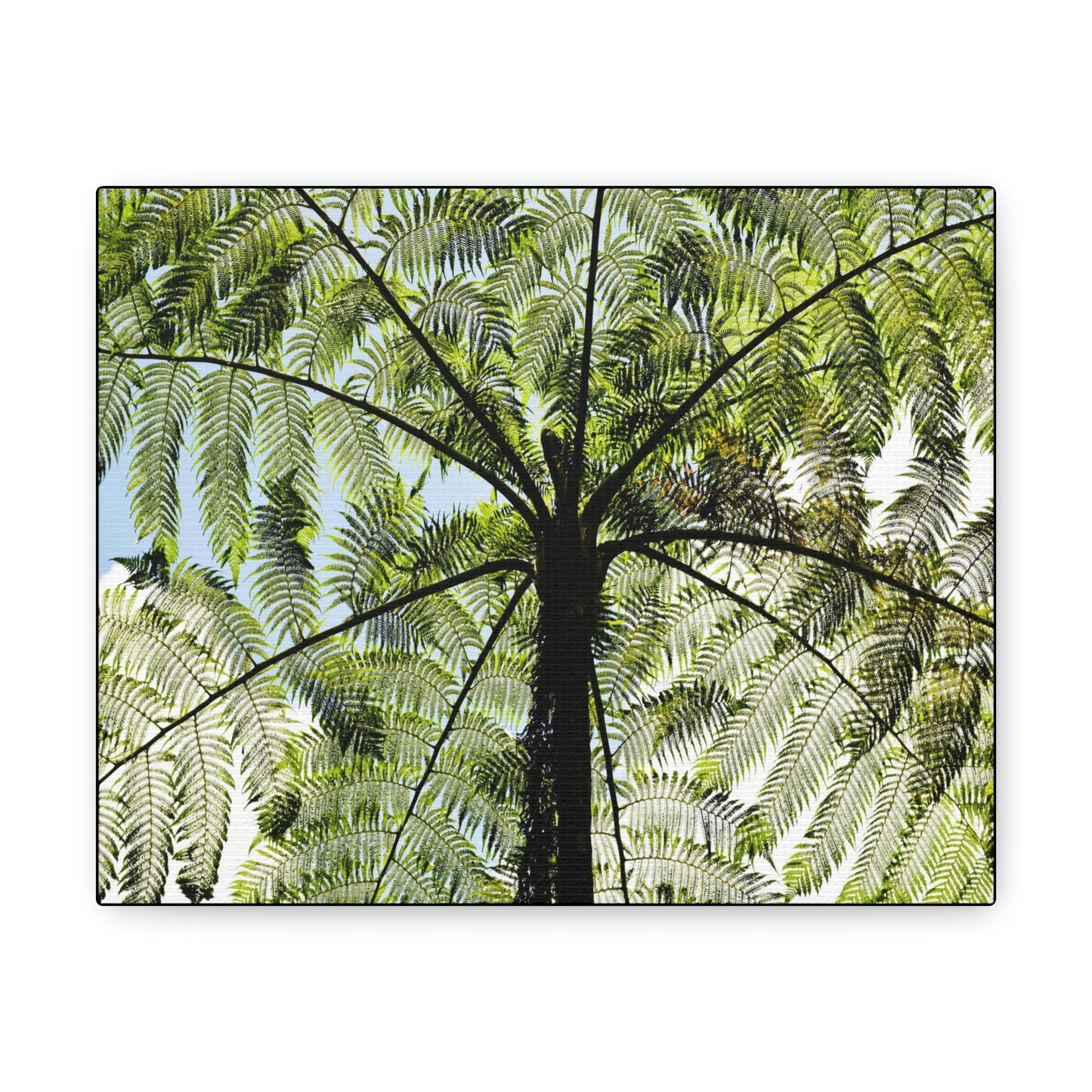 SMALL Canvas Gallery Wraps - Made in USA - The ancient Fern Palm - El Yunque rainforest - Rio Sabana trail PR - Green Forest Home