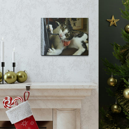 SMALL Canvas Gallery Wraps - Made in USA - The baby cat Dante at play - Green Forest Home