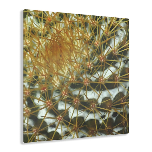 Square Acrylic Prints - US Made - Ideal for a Stunning Home/Office Decor Ideas - Inspirations from Nature - Remote Mona island Cactus Closeup - Green Forest Home