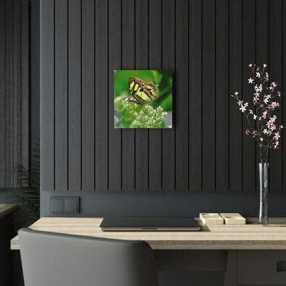 Stunning US Made Acrylic Prints - Butterly on Flower - El Yunque - Puerto Rico - Best Home Decor Ideas* - Green Forest Home