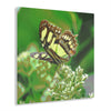 Stunning US Made Acrylic Prints - Butterly on Flower - El Yunque - Puerto Rico - Best Home Decor Ideas* - Green Forest Home