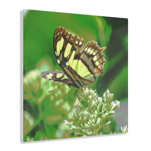 Stunning US Made Acrylic Prints - Butterly on Flower - El Yunque - Puerto Rico - Best Home Decor Ideas* - Green Forest Home