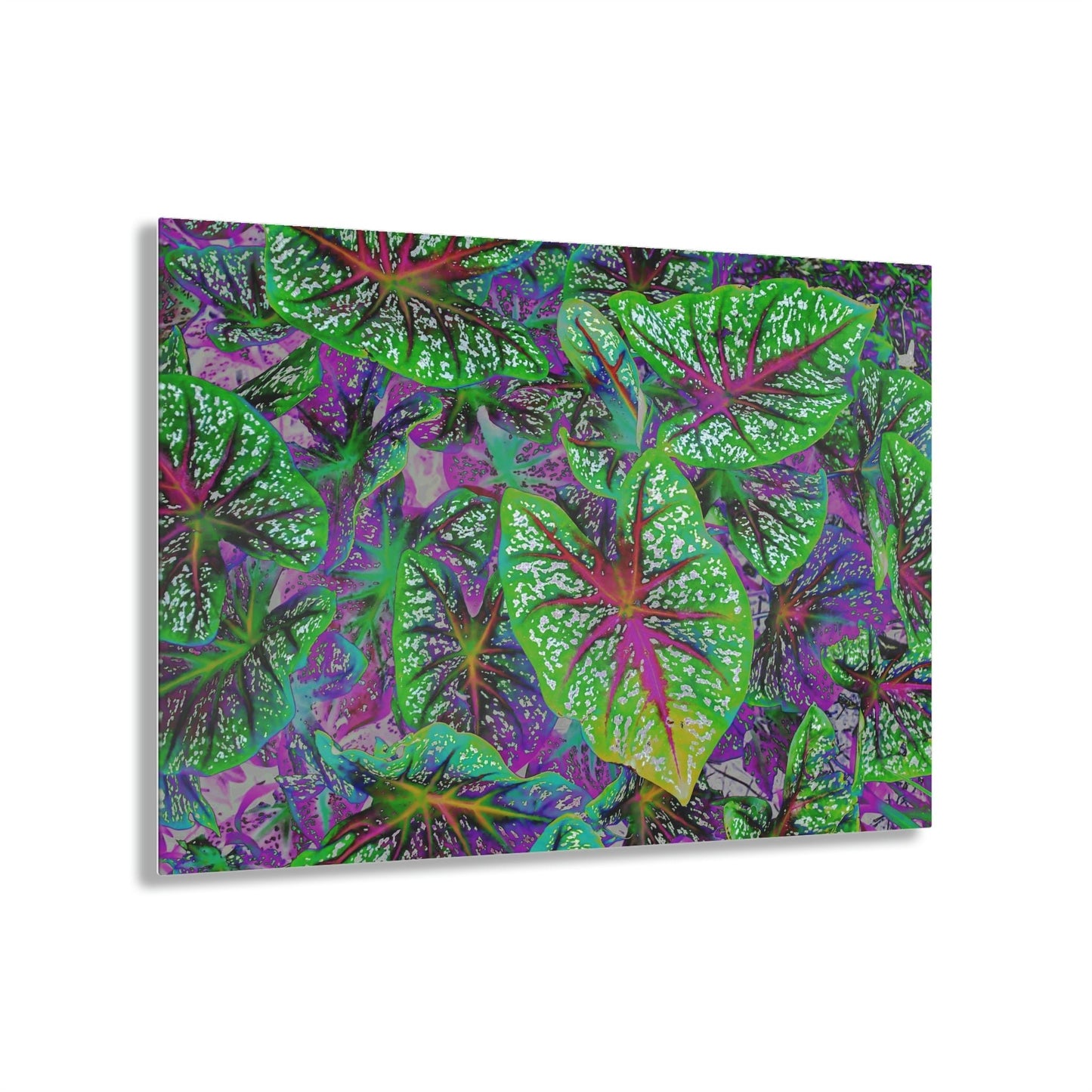 Stunning US Made Acrylic Prints - Common Garden Plants - Isabela Puerto Rico - Best Home Decor Ideas* - Green Forest Home