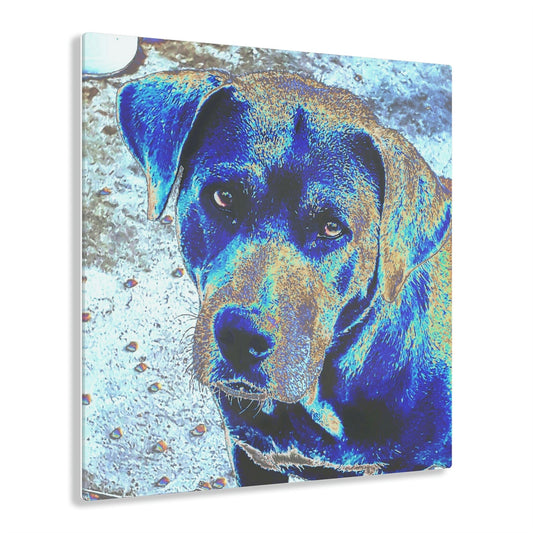 Stunning US Made Acrylic Prints - Deeply Hurt Dog who lost her Puppies - Humacao Puerto Rico - Best Home Decor Ideas* - Green Forest Home