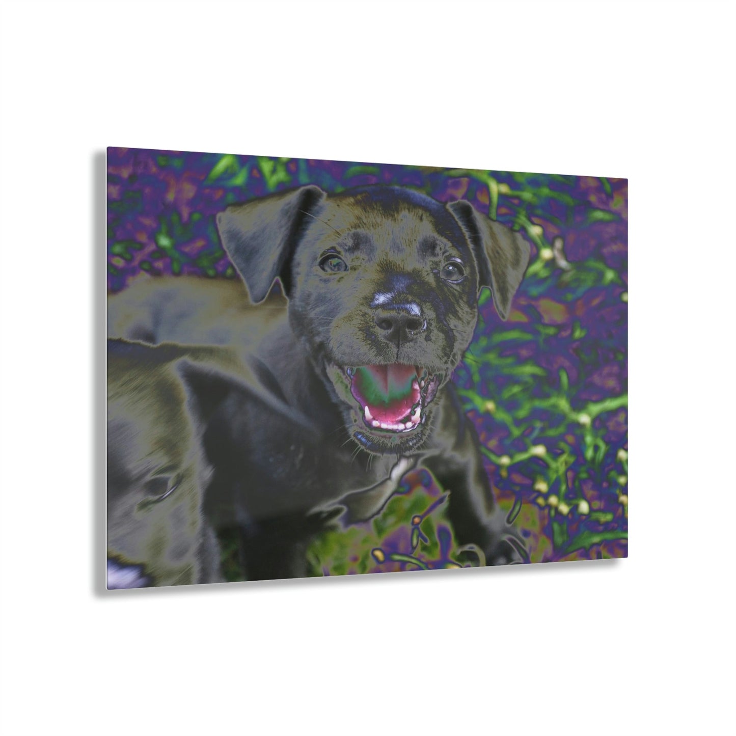 Stunning US Made Acrylic Prints - Puppies at play - Humacao Puerto Rico - Best Home Decor Ideas* - Green Forest Home