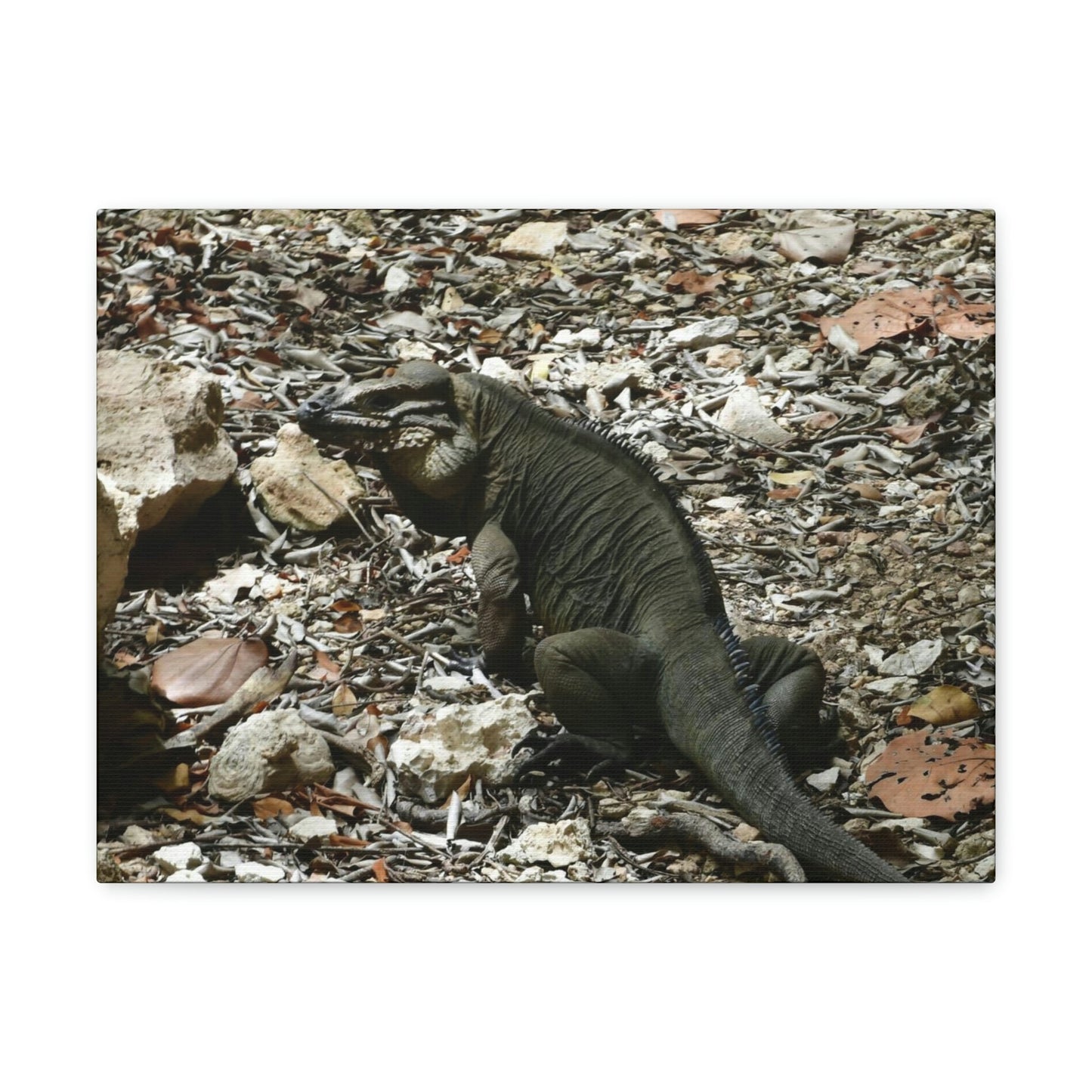 The Amazing native Iguana of Mona Island - Puerto Rico - the Galapagos of the Caribbean - in Pajaros beach - Green Forest Home