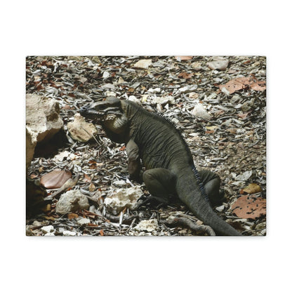 The Amazing native Iguana of Mona Island - Puerto Rico - the Galapagos of the Caribbean - in Pajaros beach - Green Forest Home
