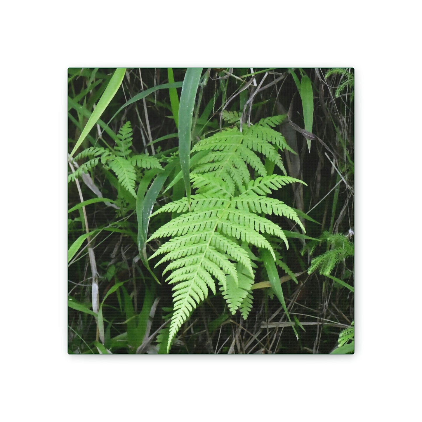 Thin Canvas - Stretched, 0.75" - Small Sizes - Ideal for Wall Forest Mosaics - Leaves of El Yunque - Fern plant - Green Forest Home