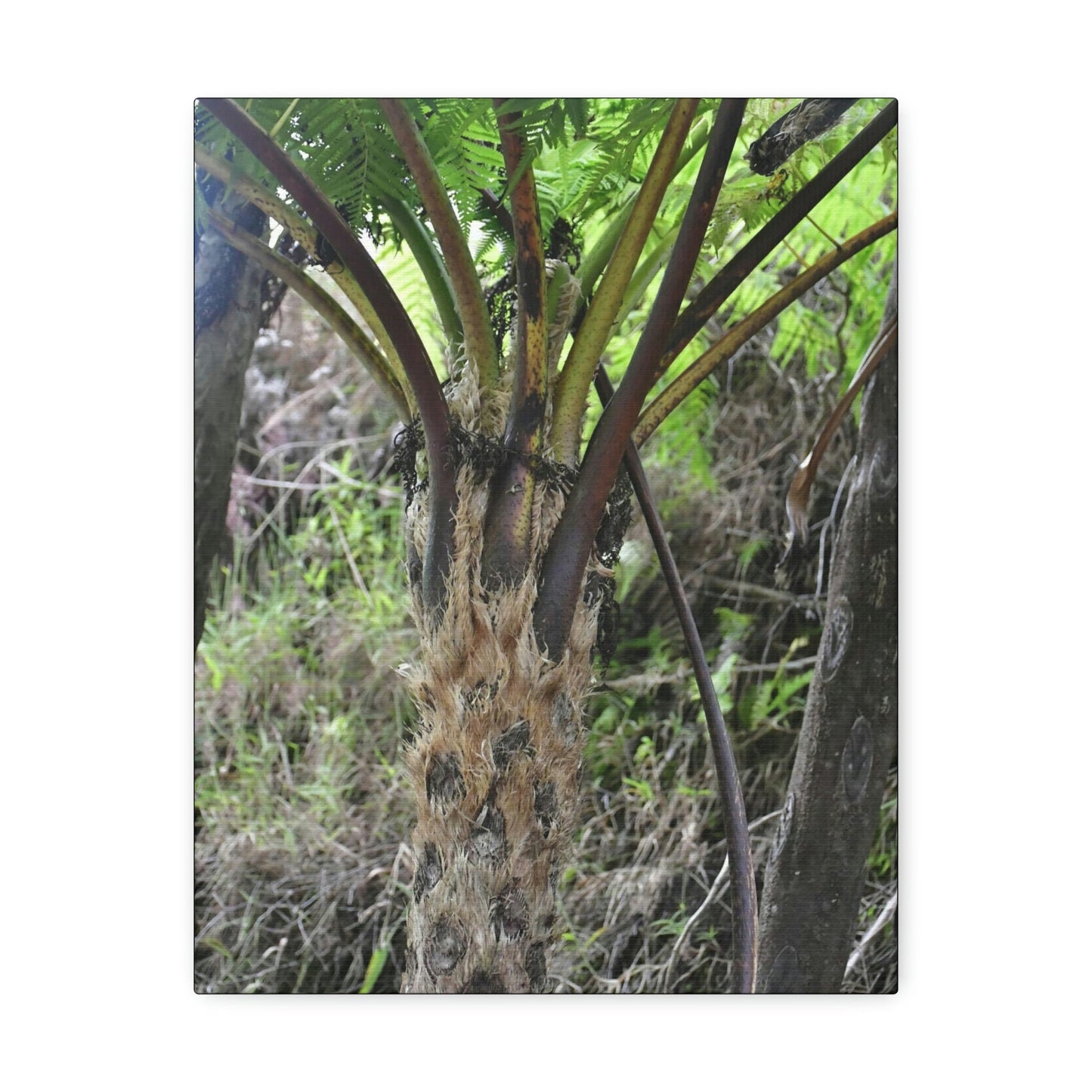 UK Print - Stretched Canvas - The ancient forest preserved in Toro Negro rainforest Puerto Rico - Cerro Puntas at 4,300 feet altitude fern palm closeup - Green Forest Home