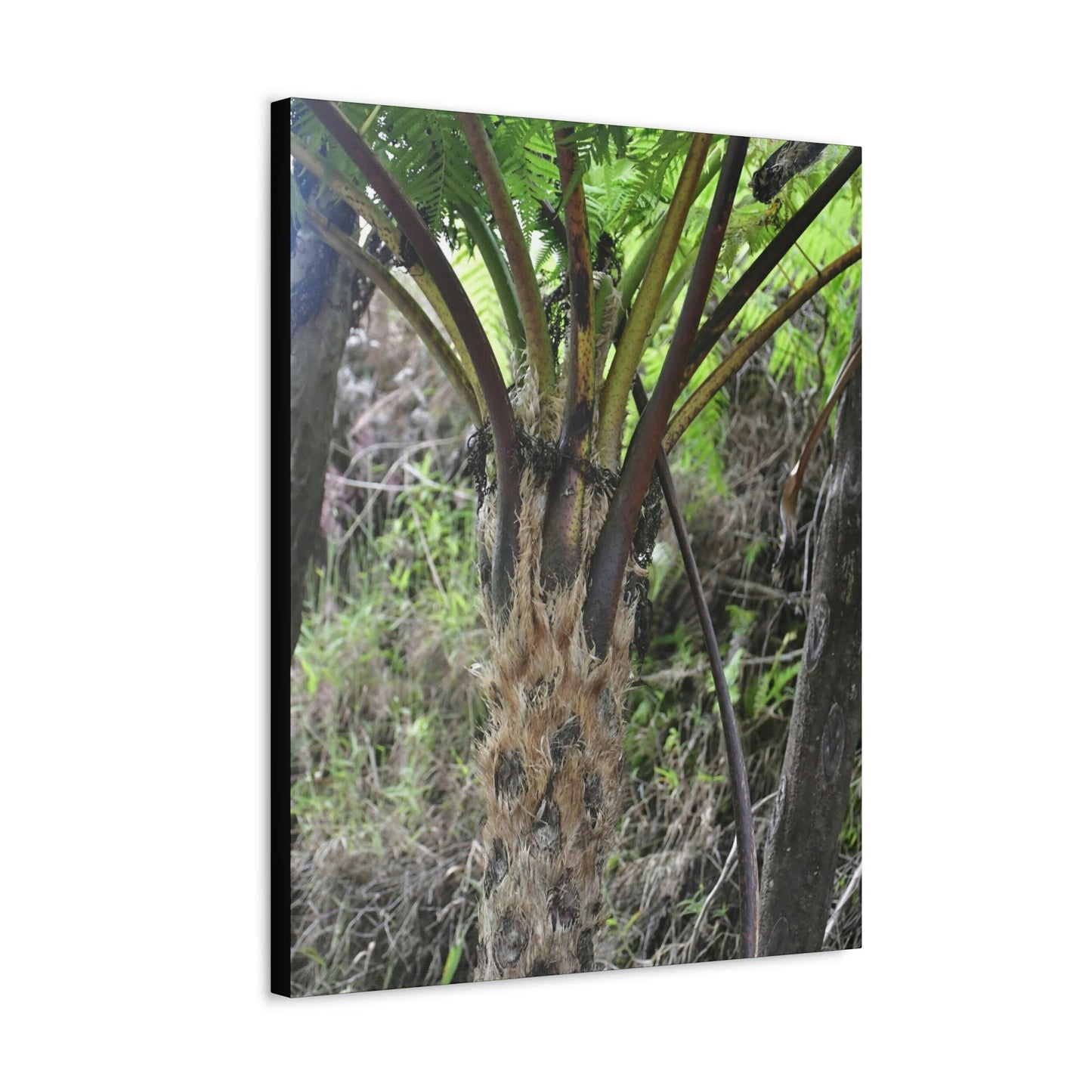 UK Print - Stretched Canvas - The ancient forest preserved in Toro Negro rainforest Puerto Rico - Cerro Puntas at 4,300 feet altitude fern palm closeup - Green Forest Home