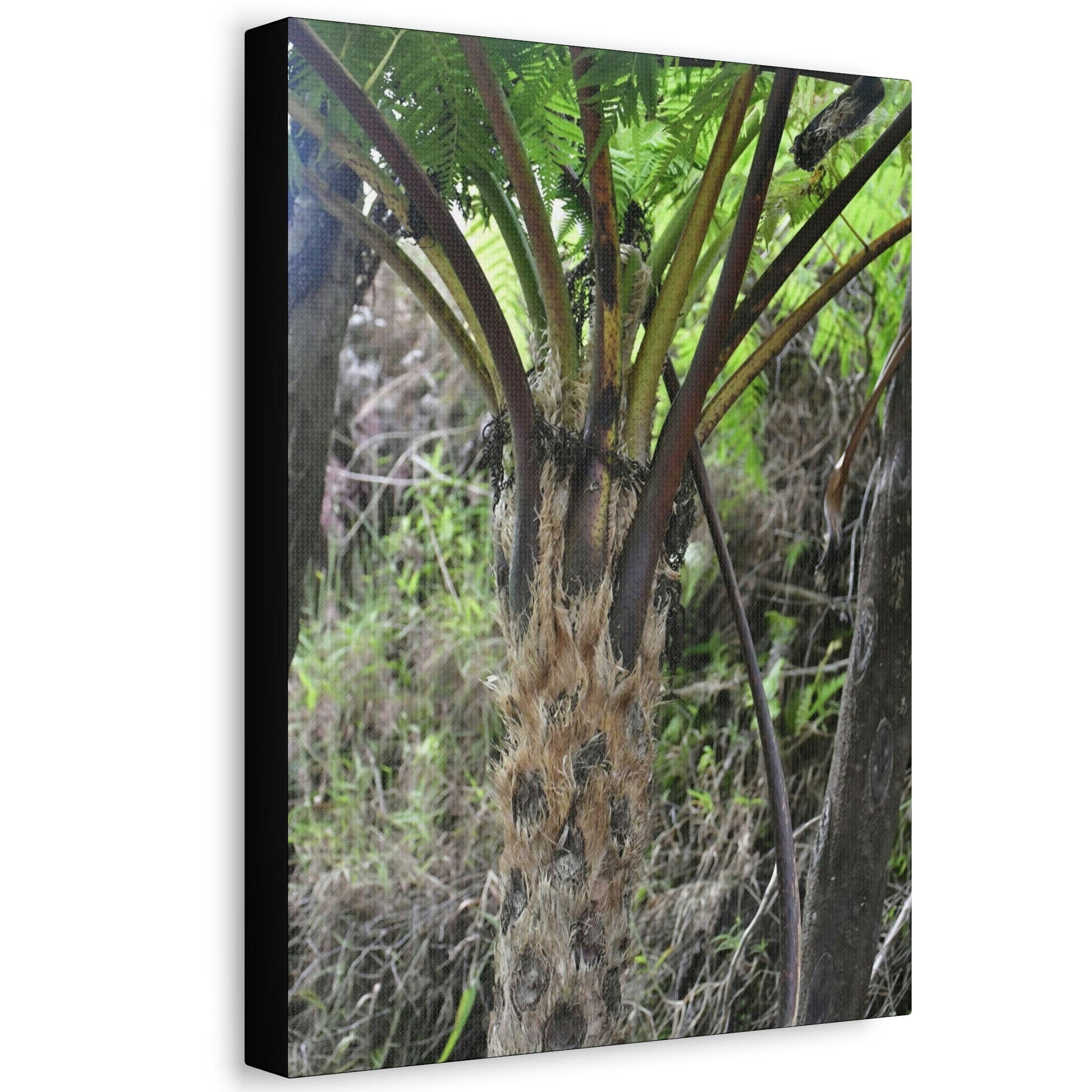 UK Print - Stretched Canvas - The ancient forest preserved in Toro Negro rainforest Puerto Rico - Cerro Puntas at 4,300 feet altitude fern palm closeup - Green Forest Home