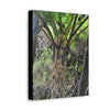 UK Print - Stretched Canvas - The ancient forest preserved in Toro Negro rainforest Puerto Rico - Cerro Puntas at 4,300 feet altitude fern palm closeup - Green Forest Home