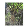 UK Print - Stretched Canvas - The ancient forest preserved in Toro Negro rainforest Puerto Rico - Cerro Puntas at 4,300 feet altitude fern palm closeup - Green Forest Home