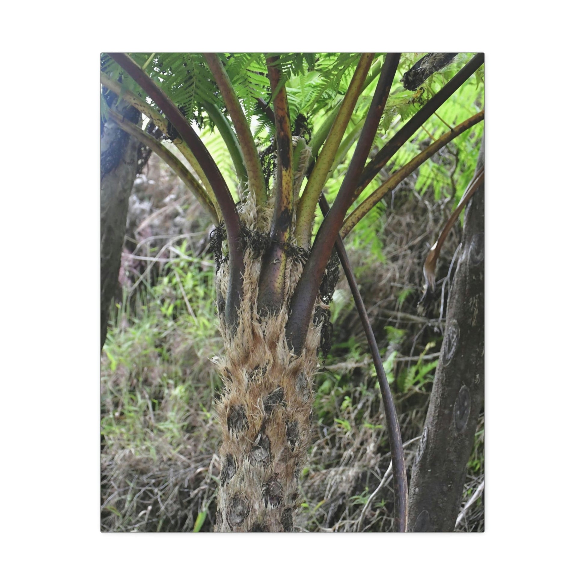 UK Print - Stretched Canvas - The ancient forest preserved in Toro Negro rainforest Puerto Rico - Cerro Puntas at 4,300 feet altitude fern palm closeup - Green Forest Home