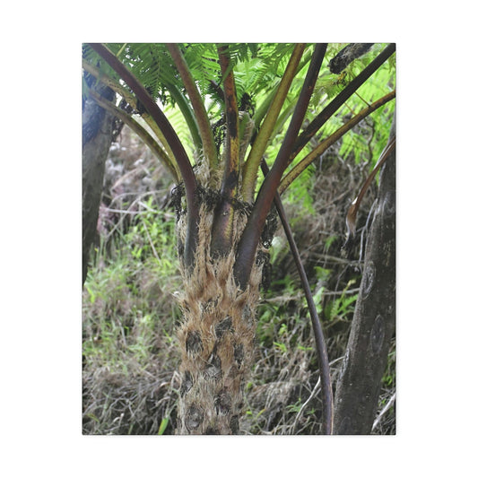 UK Print - Stretched Canvas - The ancient forest preserved in Toro Negro rainforest Puerto Rico - Cerro Puntas at 4,300 feet altitude fern palm closeup - Green Forest Home