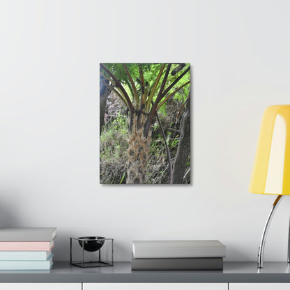 UK Print - Stretched Canvas - The ancient forest preserved in Toro Negro rainforest Puerto Rico - Cerro Puntas at 4,300 feet altitude fern palm closeup - Green Forest Home