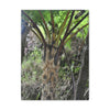 UK Print - Stretched Canvas - The ancient forest preserved in Toro Negro rainforest Puerto Rico - Cerro Puntas at 4,300 feet altitude fern palm closeup - Green Forest Home