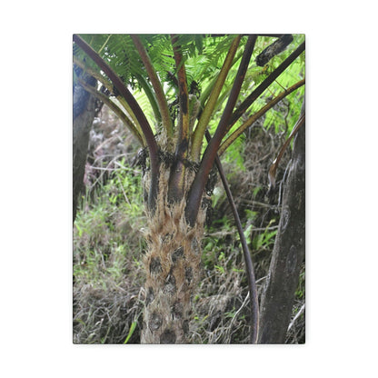 UK Print - Stretched Canvas - The ancient forest preserved in Toro Negro rainforest Puerto Rico - Cerro Puntas at 4,300 feet altitude fern palm closeup - Green Forest Home