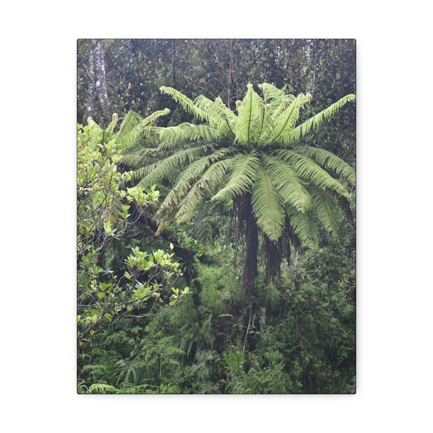UK Print - Stretched Canvas - The ancient forest preserved in Toro Negro rainforest Puerto Rico - highest land at 4,000 feet altitude - Green Forest Home