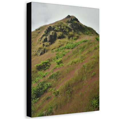 UK Print - Stretched Canvas - The ancient forest preserved in Toro Negro rainforest Puerto Rico - highest land at 4,000 feet altitude - Green Forest Home