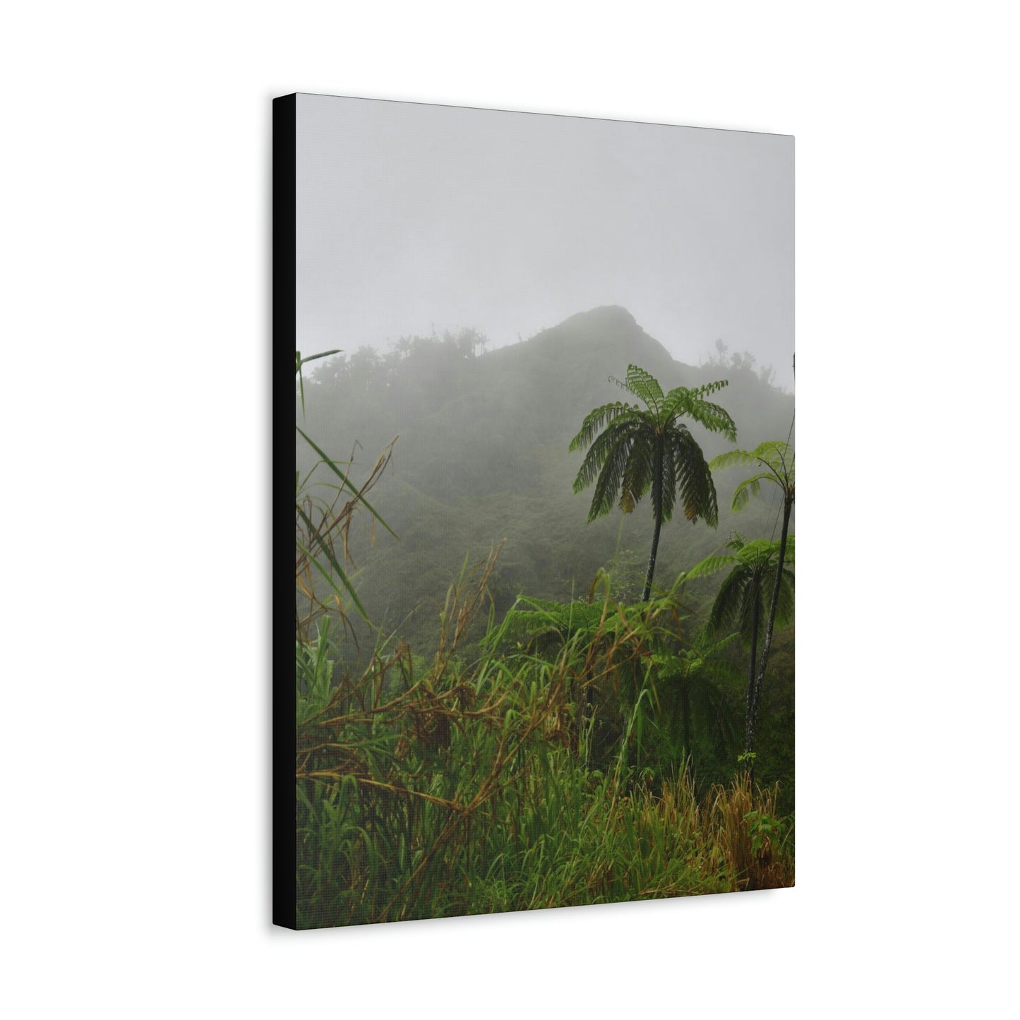 UK Print - Stretched Canvas - The ancient forest preserved in Toro Negro rainforest Puerto Rico - highest land at 4,000 feet altitude - Green Forest Home