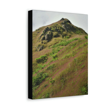 UK Print - Stretched Canvas - The ancient forest preserved in Toro Negro rainforest Puerto Rico - highest land at 4,000 feet altitude - Green Forest Home
