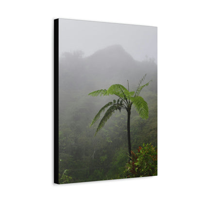 UK Print - Stretched Canvas - The ancient forest preserved in Toro Negro rainforest Puerto Rico - highest land at 4,000 feet altitude - Green Forest Home