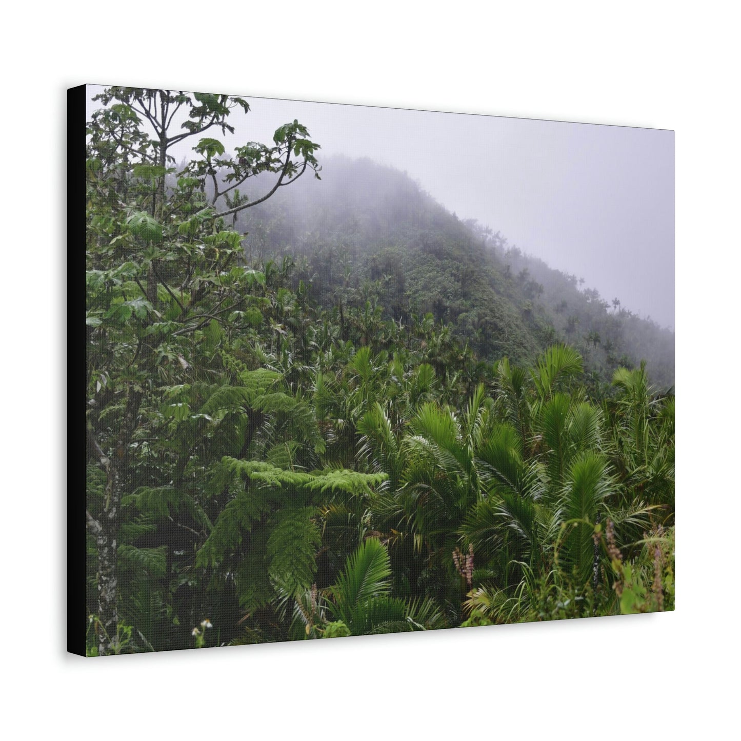 UK Print - Stretched Canvas - The ancient forest preserved in Toro Negro rainforest Puerto Rico - highest land at 4,000 feet altitude - Green Forest Home