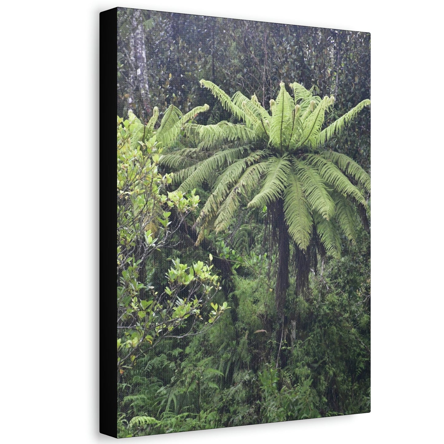 UK Print - Stretched Canvas - The ancient forest preserved in Toro Negro rainforest Puerto Rico - highest land at 4,000 feet altitude - Green Forest Home
